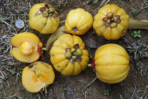 Garcinia Cambogia HCA